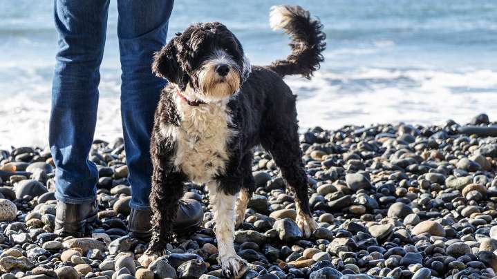 The Portuguese Water Dog Swims With Webbed Paws