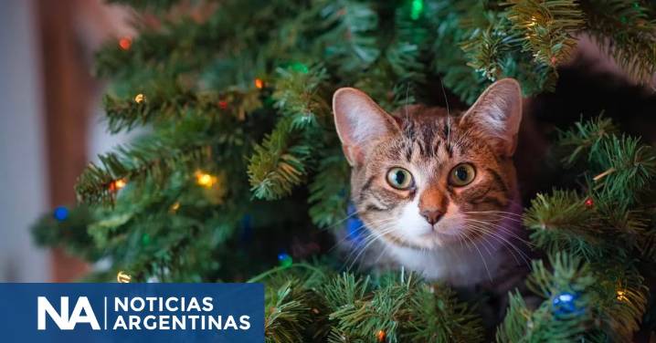 Por qué los gatos son enemigos del arbolito de Navidad y cómo evitar que lo tiren