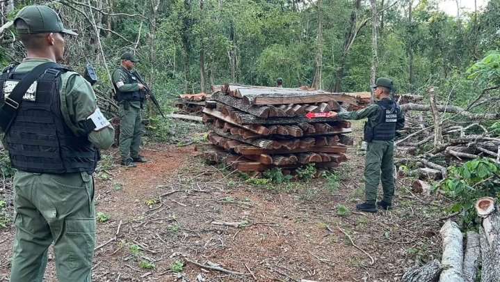 Incautaron 3000 piezas de madera en Tirigua