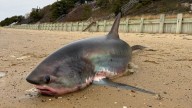 14-foot thresher shark washes up on Cape Cod beach