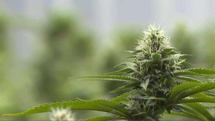 'I'm excited to face a new challenge': Dispensary owner preparing for marijuana policy shifts in Michigan, Ohio