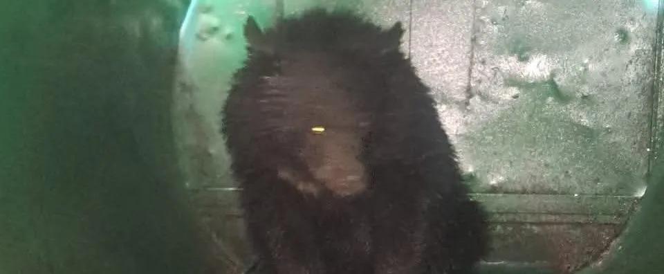 Black Bear’s City Tour Ends at Nigeen’: Animal Trapped After 11