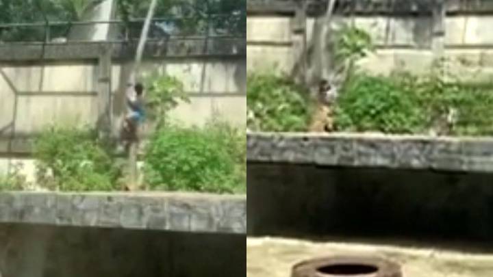 Tragedia en un zoológico en Brasil: un intruso murió tras ser atacado por una leona