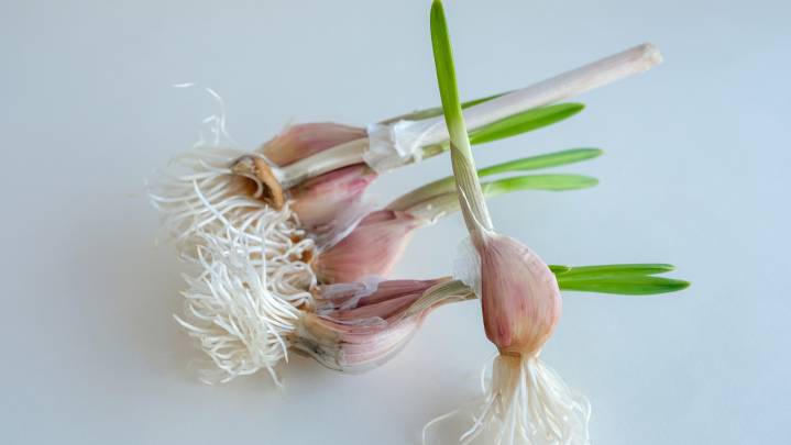 Get Your Garlic Garden Started This Winter Using Only A Bowl Of Water