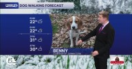 A cold but calmer Friday Dog Walking Forecast