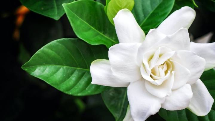 Cómo cuidar una planta de jazmín en diciembre para que resista el calor