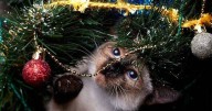 Cat owners warned over 'toxic' issue with Christmas trees and how to prevent it