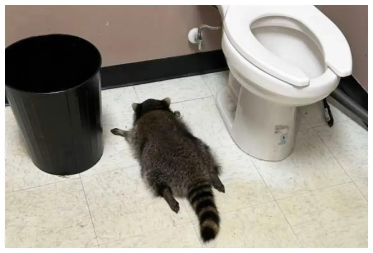 Mapache irrumpe en licorería de Virginia y termina desmayado tras beber whisky