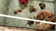 VIDEO | Municipio habría encerrado a perros callejeros entre su excremento para que no los vieran durante las fiestas