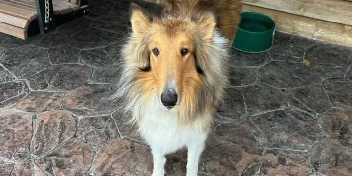 Authorities rescue dog from partially frozen pond in southeastern Iowa