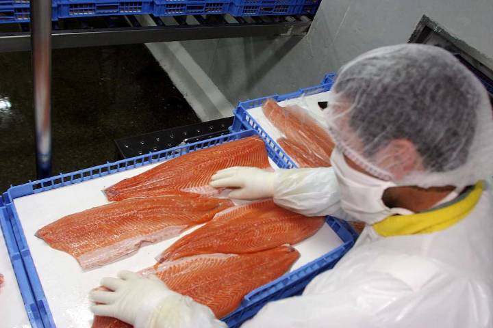 “No se imagina cuánta sangre humana...”: Fuerte reportaje de The Guardian denuncia graves condiciones laborales en industria del salmón chileno