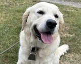 Police dog finds a missing man, a horse gets loose, and a coyote causes a scare