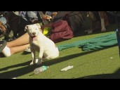 Animal care organizations team up in San Diego to help pets of people experiencing homelessness