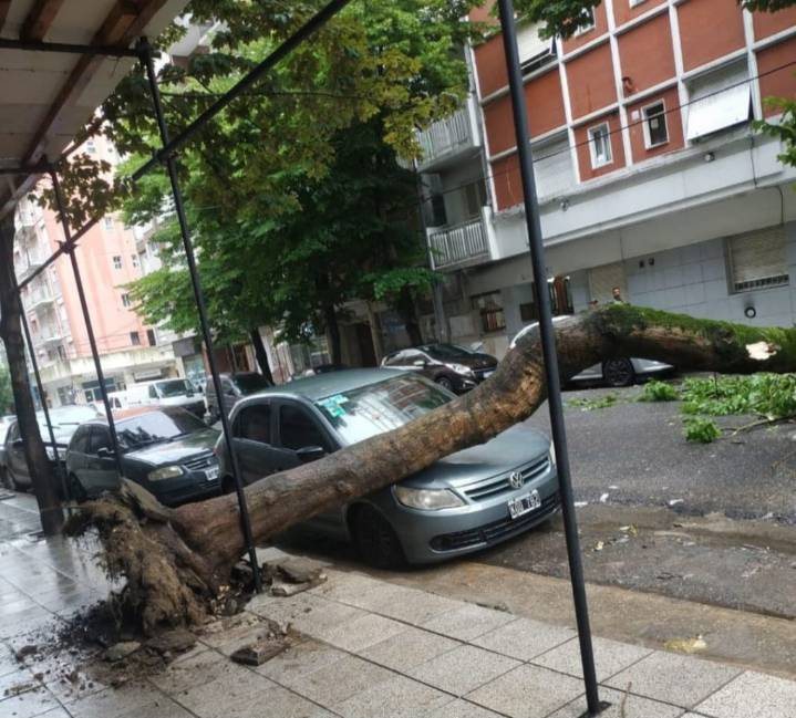 Cayó un árbol sobre un automóvil en Brown y Las Heras