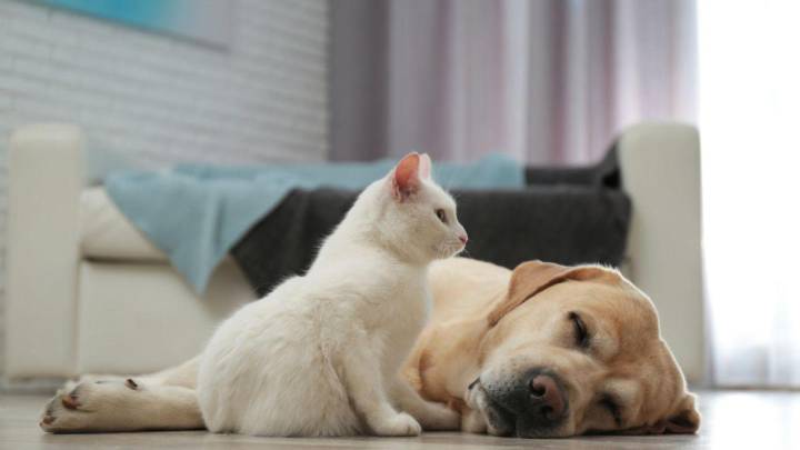 ¿Permitir mascotas en los velatorios catalanes? El precedente de Badalona choca con el rechazo inicial de Mataró