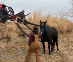 Horse rescued from ditch in northern Weld County