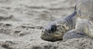 Saqueo de huevos y tráfico ilegal ponen en riesgo a tortugas marinas en México