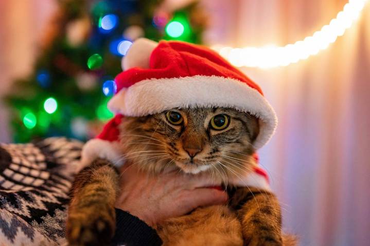 33 Christmas Cats Guaranteed to Boost Washington’s Holiday Mood