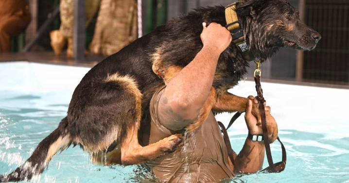 Photos give glimpse of eager military dogs getting trained