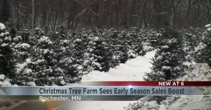 Choose and Cut Fraser Firs sees early holiday boost in Christmas Tree sales