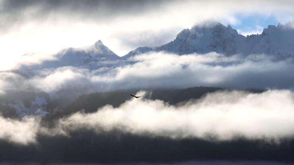 What's happening with Alaska's largest bald eagle congregation? It's hard to say