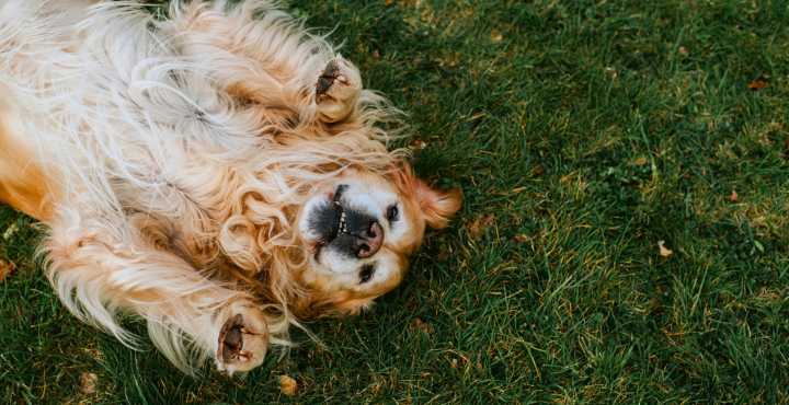 10 Most Dog-Friendly Cities in America, Ranked