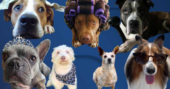 Nov. 24-30: Here is this week's Dog Walking Forecast photo gallery!