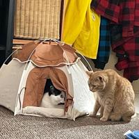 So many holiday pets, so little time