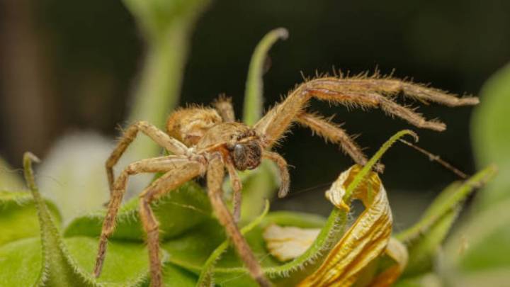 Cómo deshacerte de las arañas de tu hogar y del jardín: el repelente casero que las mantendrá lejos de casa