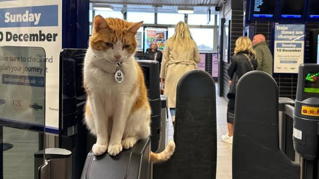 Thousands raised for statue of beloved station cat who napped on Metro papers