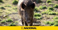Polonia encuentra el cadáver de un jabalí infectado con peste porcina y dice que es un sabotaje de Rusia