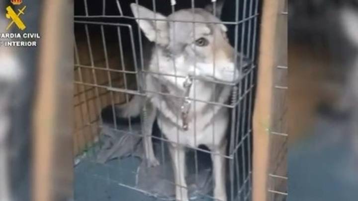 Retirados cinco perros lobo checoslovacos en Madrid tras el ataque a un menor