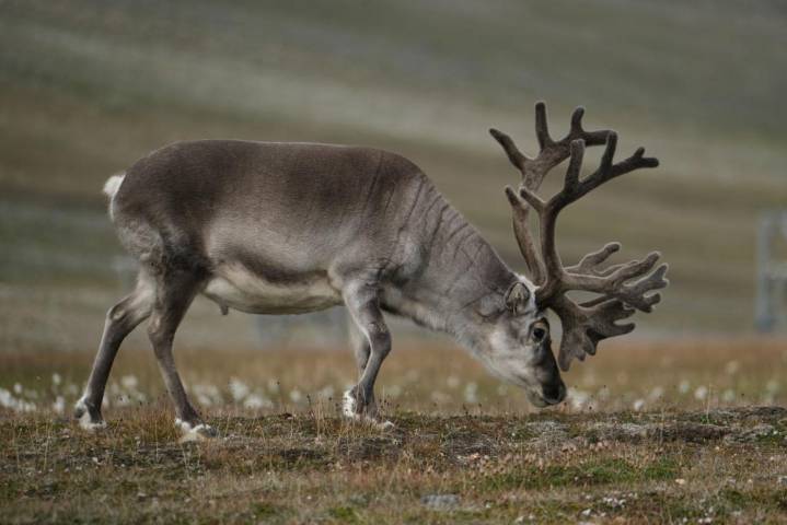 Is It Legal to Own A Reindeer in Texas?