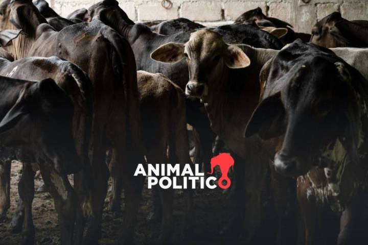 Agricultura amplía a nivel nacional el dispositivo para erradicar la plaga de gusano barrenador