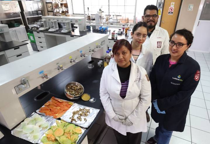 Investigadores del IPN avanzan en convertir desechos agroindustriales en platos degradables