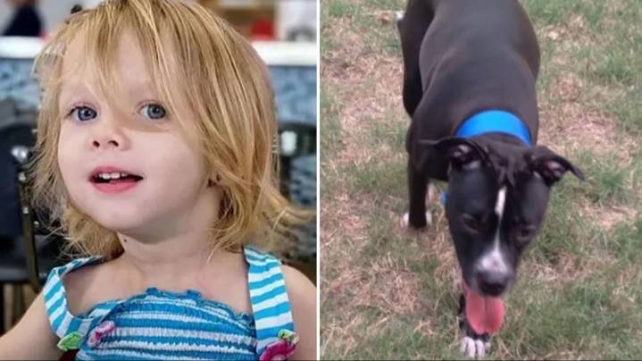 Padres dejaron que su hija fuera atacada por un pitbull hasta morir