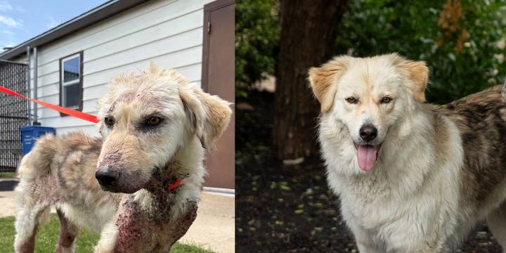 Dog rescued from Killeen home months ago ready for adoption in time for Christmas