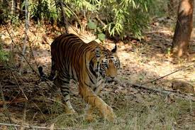 Law of the Jungle: Video shows Tourists Stunned as Tiger Charges And Hunts Dog In Seconds During Safari