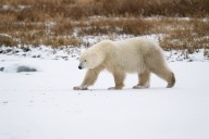 Polar bears are adapting to climate change at a genetic level – and it could help them avoid extinction