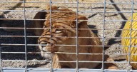 Ventura County animal sanctuary must pay $50K for housing lions, leopards