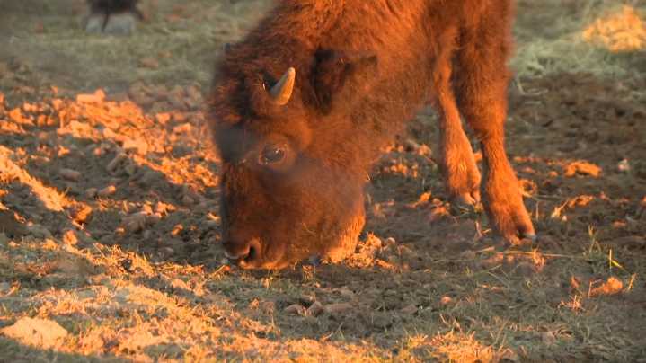 'The whole thing is disturbing': Family's bison killed and decapitated in Cooke County