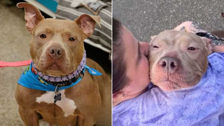 Maryland Pit Bull’s Fate Changes In An Instant Thanks To A Hidden Microchip