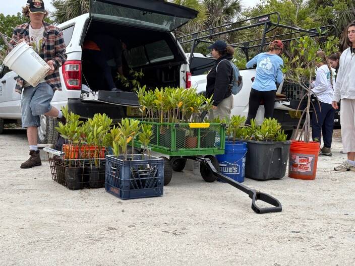 FGCU Water School and Island Coast High School students plant new mangrove forest on Fort Myers Beach