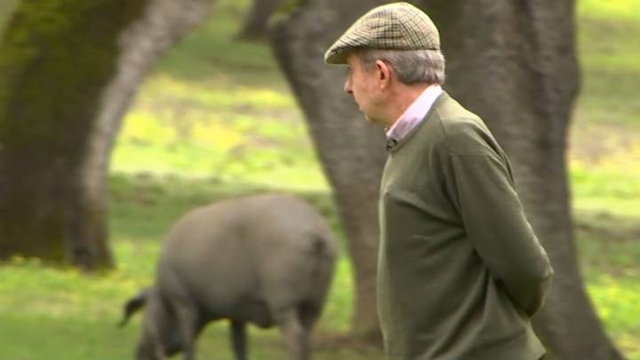 Ganaderos extremeños, tranquilos pero vigilantes ante el brote de peste porcina en Barcelona