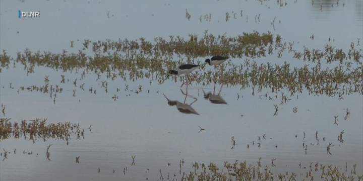 State agencies respond to third possible case of highly pathogenic avian influenza in Hawaii