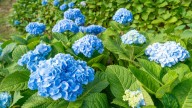 Turn Leggy Hydrangeas Back Into The Garden Stunner They Are With These Tips