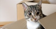 Tips for moving with pets