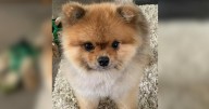 Gang who stole adorable dog in Belstead still at large