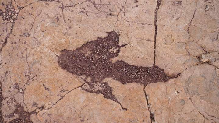 Scientists document largest trove of dinosaur footprints in central Bolivia