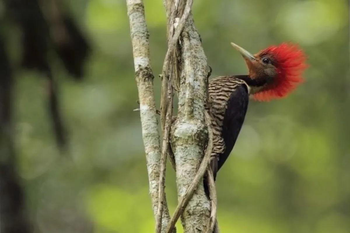 La importancia de contar en Misiones con 17 Áreas Claves para la Biodiversidad